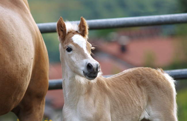 Der-Ottenhof-Pferdezucht-Haflingerzucht-Haflinger-aus-Kufstein-Walchsee