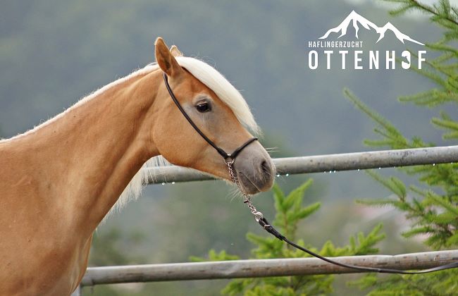 Haflingerzucht-Ottenhof-Walchsee-Haflinger-aus-Tirol-Zuchthof-Pension-Urlaub-auf-Pferdehof